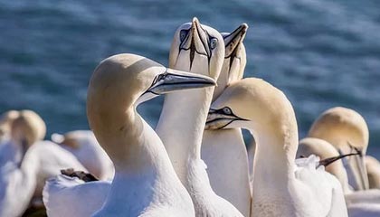 《园艺养成指南:狩猎丰收活动全新种子全收录》