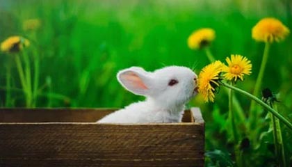 《园艺养成指南：狩猎丰收活动全新种子全收录》